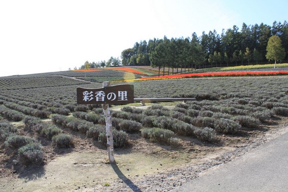 彩香之里1 北海道夏天自驾游Day 6行程_富良野彩香之里1