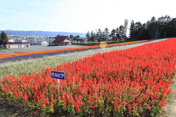 北星山町营薰衣草园2 北海道夏天自驾游Day 6行程_富良野北星山町营薰衣草园2