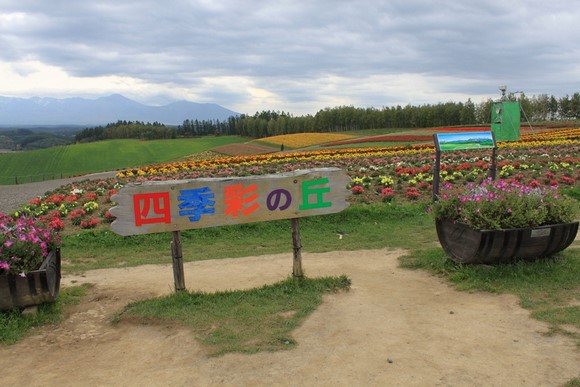 四季彩之丘3 北海道夏天自駕遊Day 7行程_美瑛四季彩之丘-3