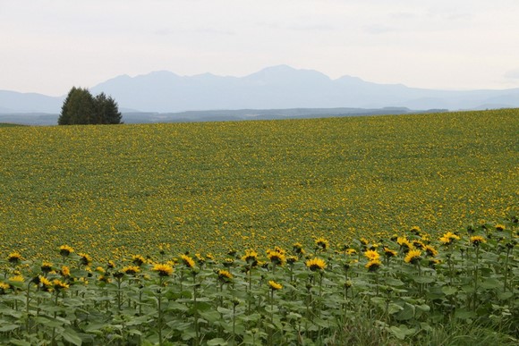 拼布之路36 北海道夏天自駕遊Day 7行程_拼布之路-2