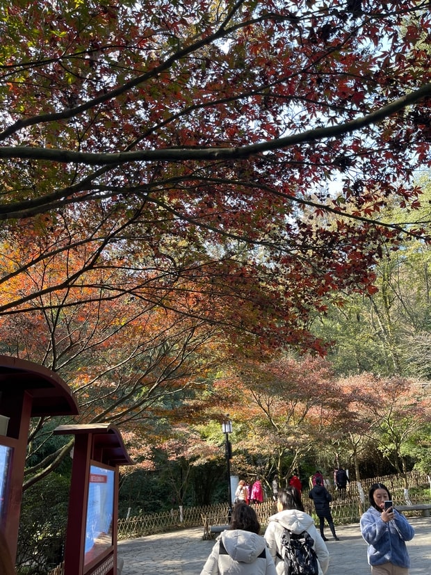 岳麓山红叶