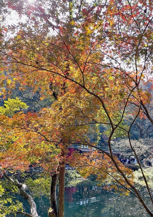 长沙赏枫