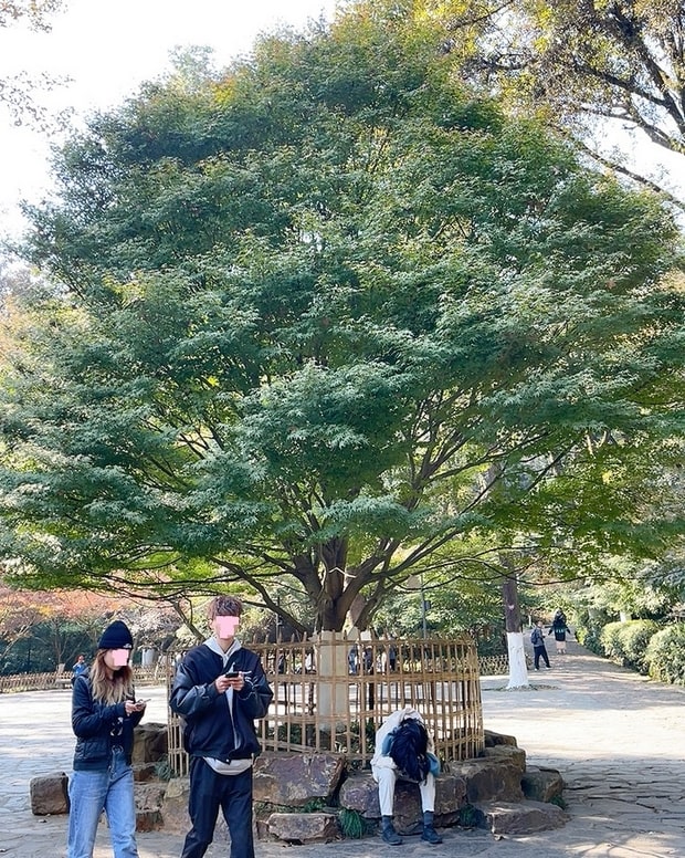 岳麓山枫叶王