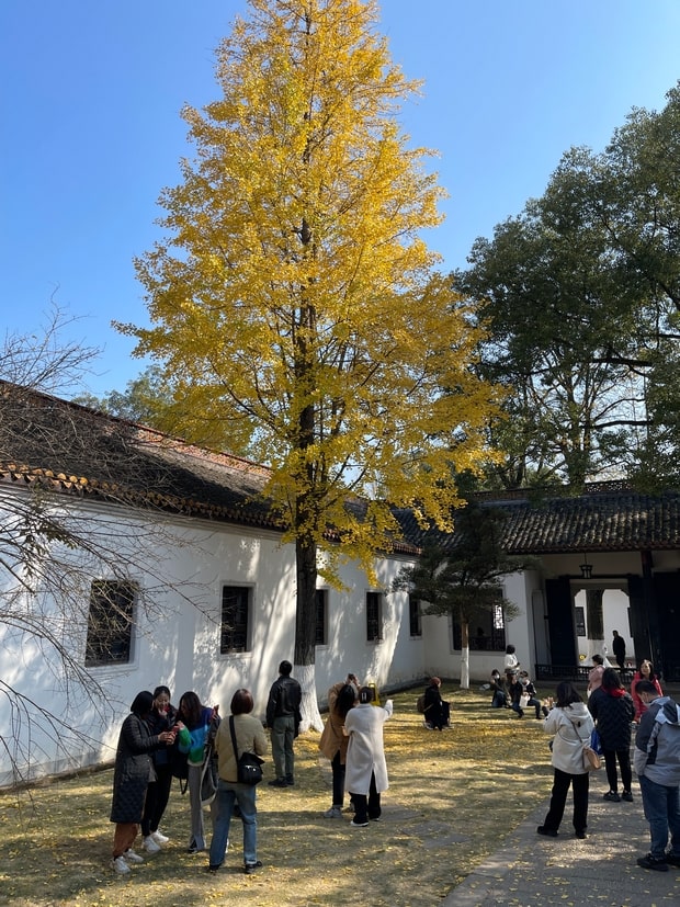 长沙银杏