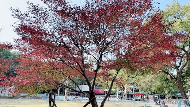 长沙红叶