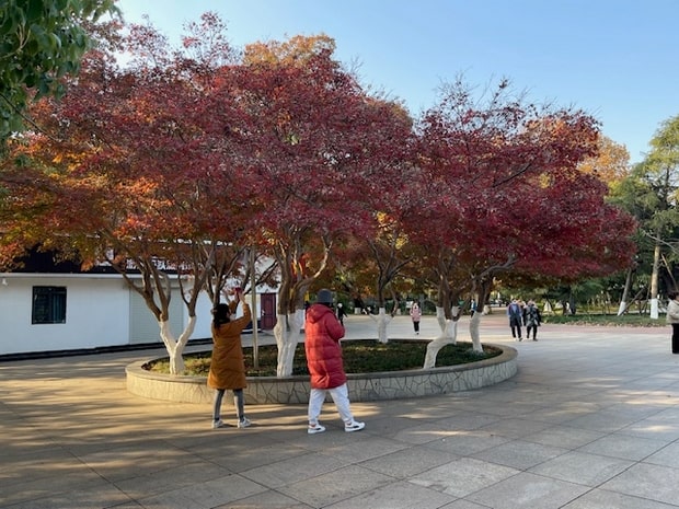 长沙赏枫