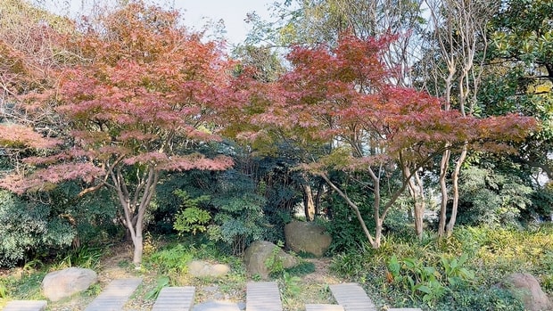 长沙红叶