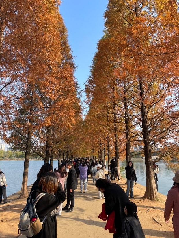 湖南烈士公园水杉