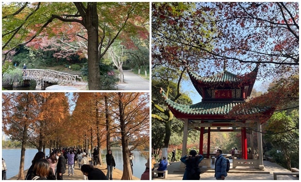 长沙红叶季赏枫攻略