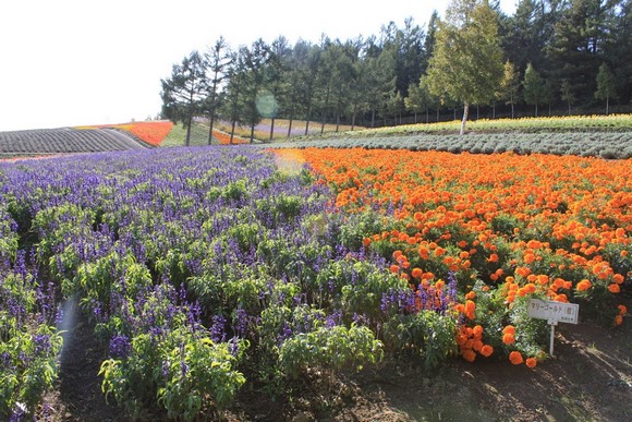 Saika no Sato 2 Hokkaido Summer Road Trip Day 6 Itinerary_Furano Saika no Sato 2