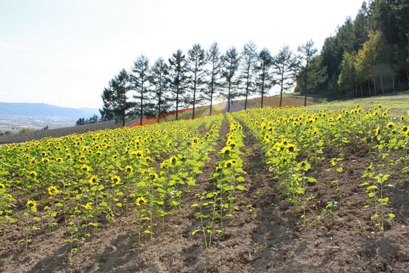 Saika no Sato 3 Hokkaido Summer Road Trip Day 6 Itinerary_Furano Saika no Sato 3