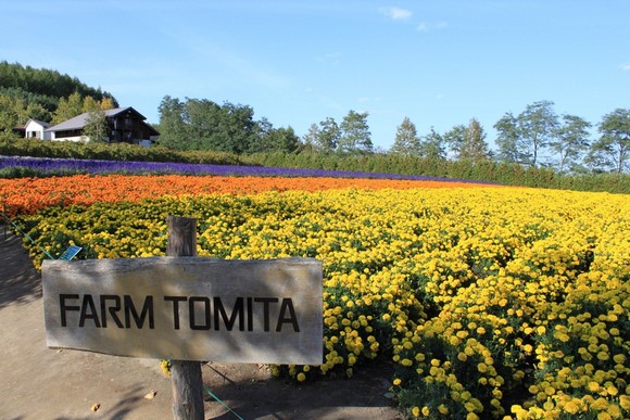 Farm Tomita 1 Hokkaido Summer Road Trip Day 6 Itinerary_Farm Tomita 1