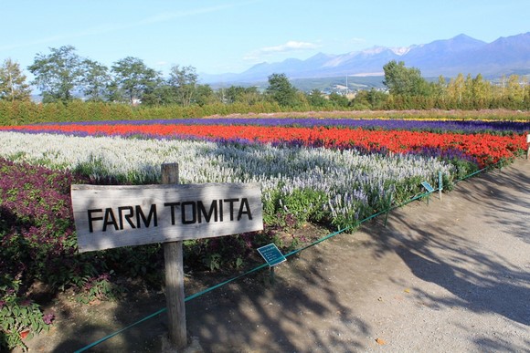 Farm Tomita 3 Hokkaido Summer Road Trip Day 6 Itinerary_Farm Tomita 3