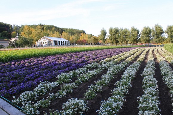 Farm Tomita 6 Hokkaido Summer Road Trip Day 6 Itinerary_Farm Tomita 6