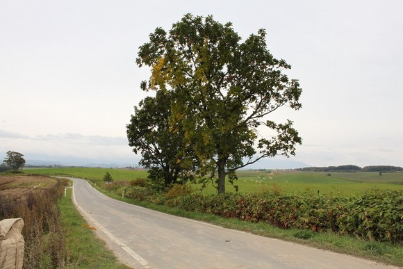 Parent and Child Trees2 Hokkaido Summer Road Trip Day 7 Itinerary_Biei Parent and Child Trees2