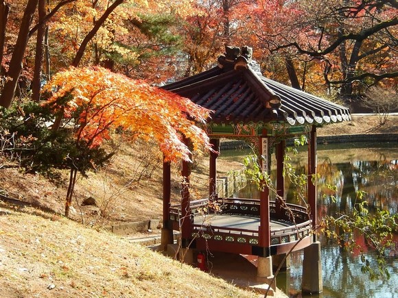 Changdeokgung Secret Garden Maple Leaves