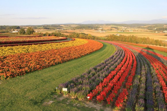 Flower Land 1 Hokkaido Summer Road Trip Day 6 Itinerary_Furano Flower Land 1