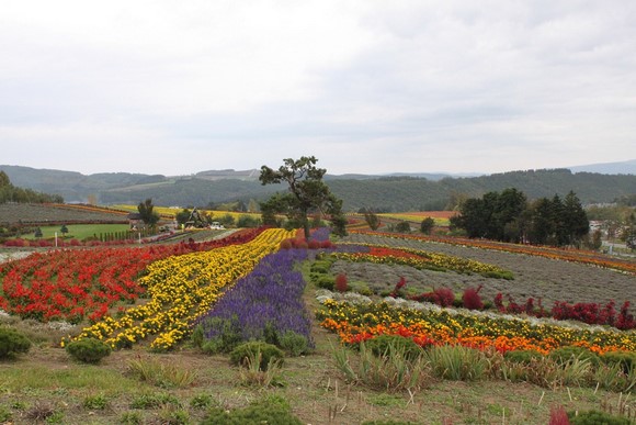 Adom Hill2 Hokkaido Summer Road Trip Day 7 Itinerary_Biei Adom Hill2