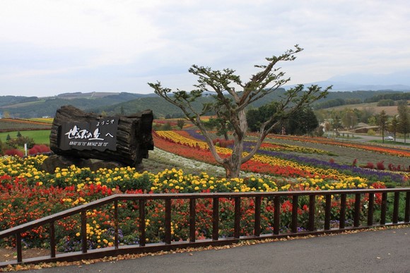 Adom Hill3 Hokkaido Summer Road Trip Day 7 Itinerary_Biei Adom Hill3