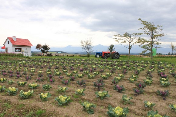 Shikisai-no-Oka4 Hokkaido Summer Road Trip Day 7 Itinerary_Biei Shikisai-no-Oka-4