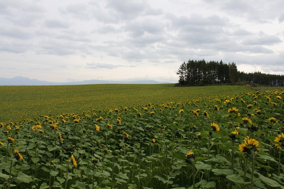 Patchwork Road5 Hokkaido Summer Road Trip Day 7 Itinerary_Patchwork Road-1