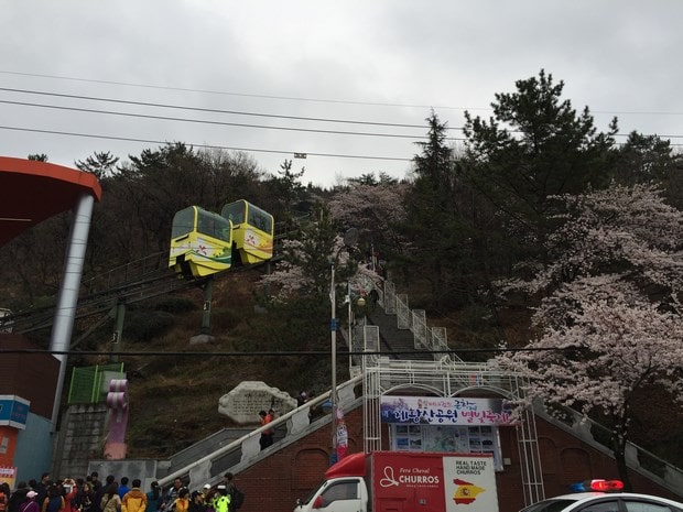 진해 벚꽃