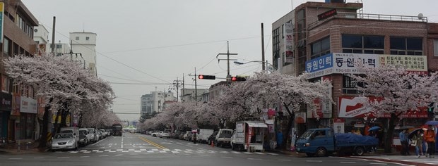 진해 벚꽃 시즌