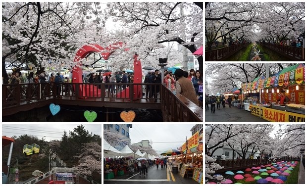 진해 군항제 벚꽃 축제