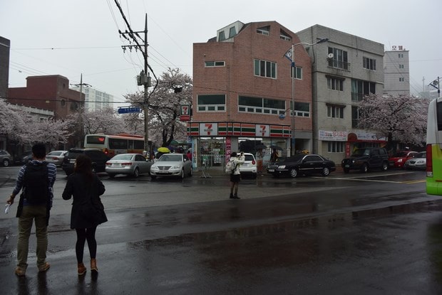 진해군항제