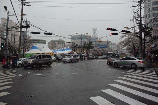 진해군항제