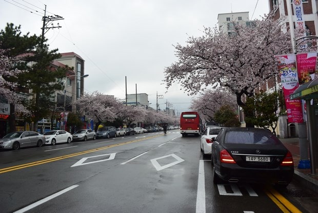 진해군항제