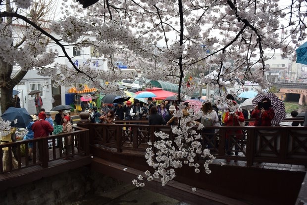 진해군항제 벚꽃 축제