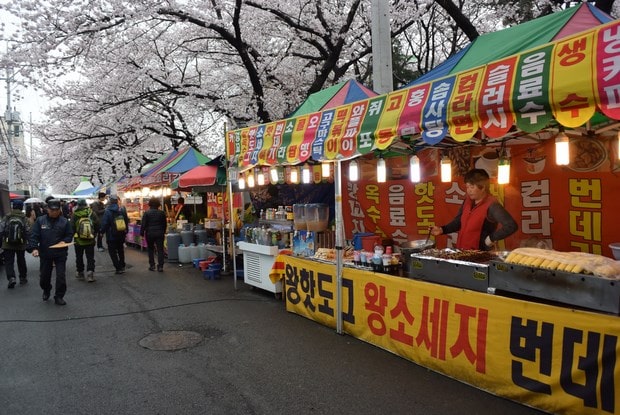 진해군항제