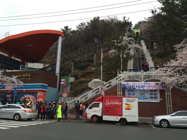 진해군항제