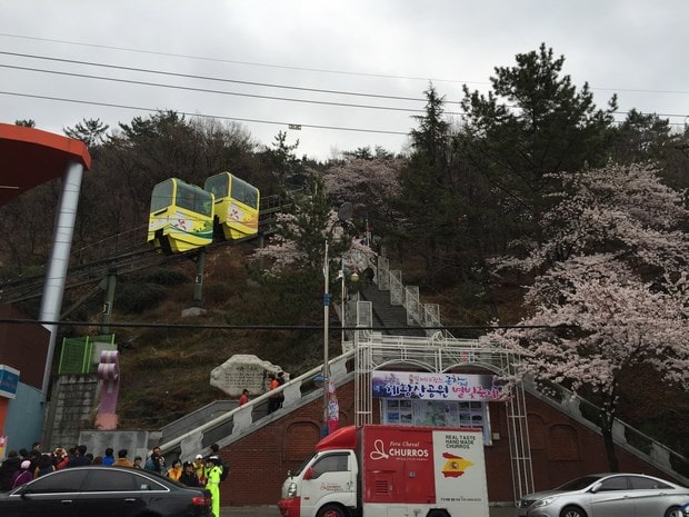 진해군항제
