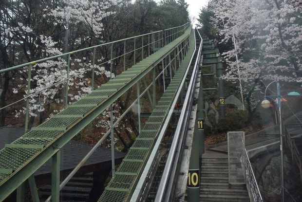 진해군항제