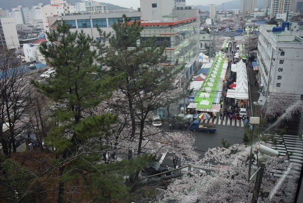 진해군항제