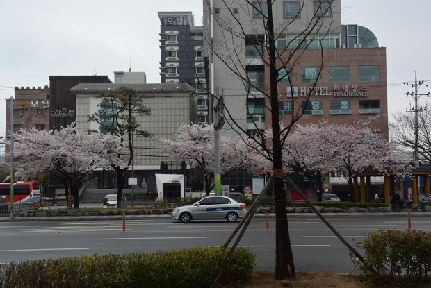 2015 Seoul Busan Trip Day4_17