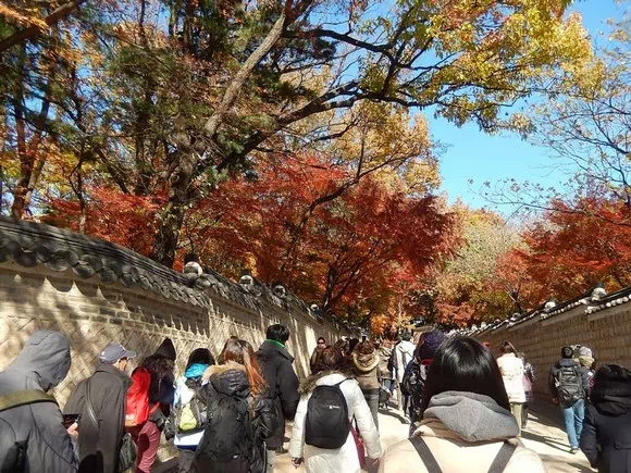 昌德宮秘苑賞楓