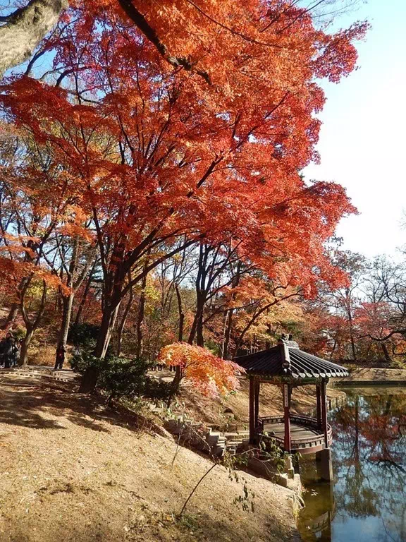 昌德宮秘苑紅葉