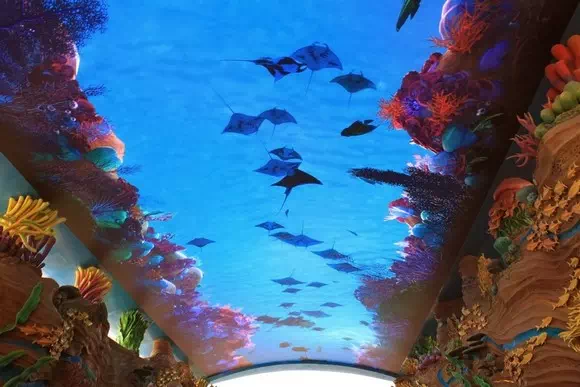 珠海長隆海洋王國LED天幕