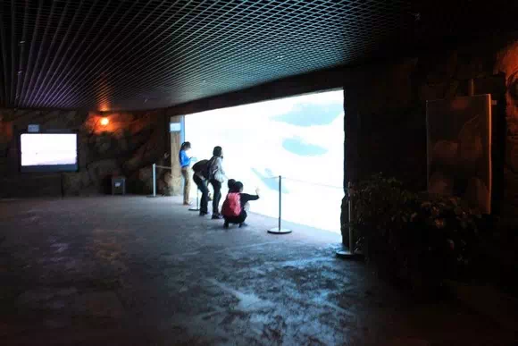 長隆海洋王國_海象館1