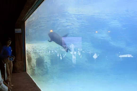 長隆海洋王國_海象館2