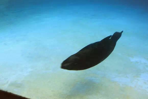 長隆海洋王國_海象館3