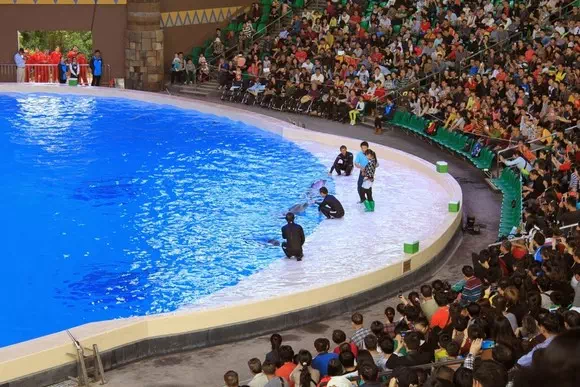 海豚表演