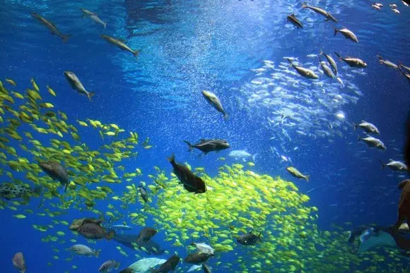 珠海長隆海洋王國_海洋奇觀_16