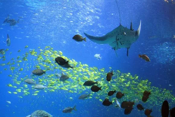 珠海長隆海洋王國_海洋奇觀_18