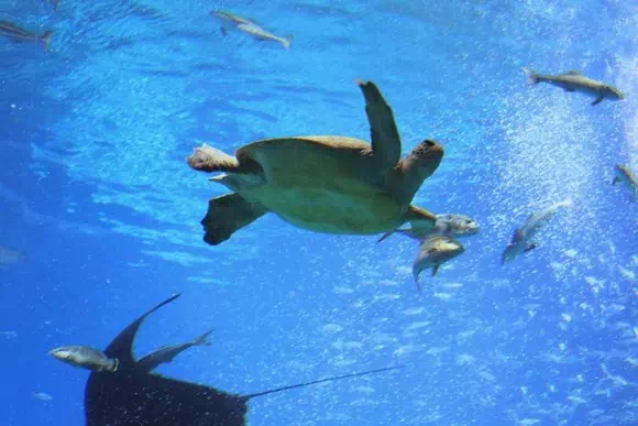 珠海長隆海洋王國_海洋奇觀_19
