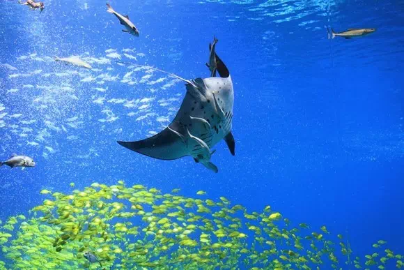 珠海長隆海洋王國_海洋奇觀_22