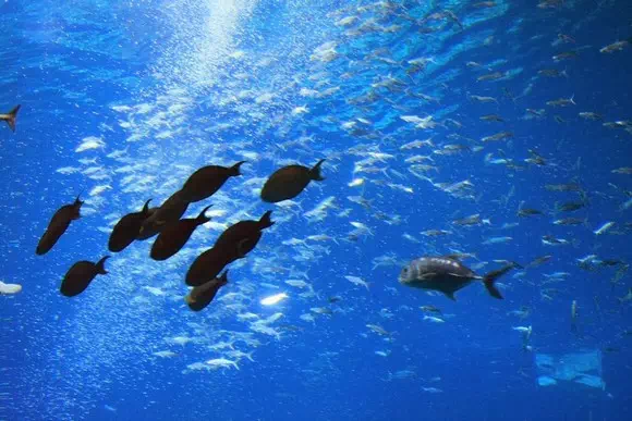 珠海長隆海洋王國_海洋奇觀_23